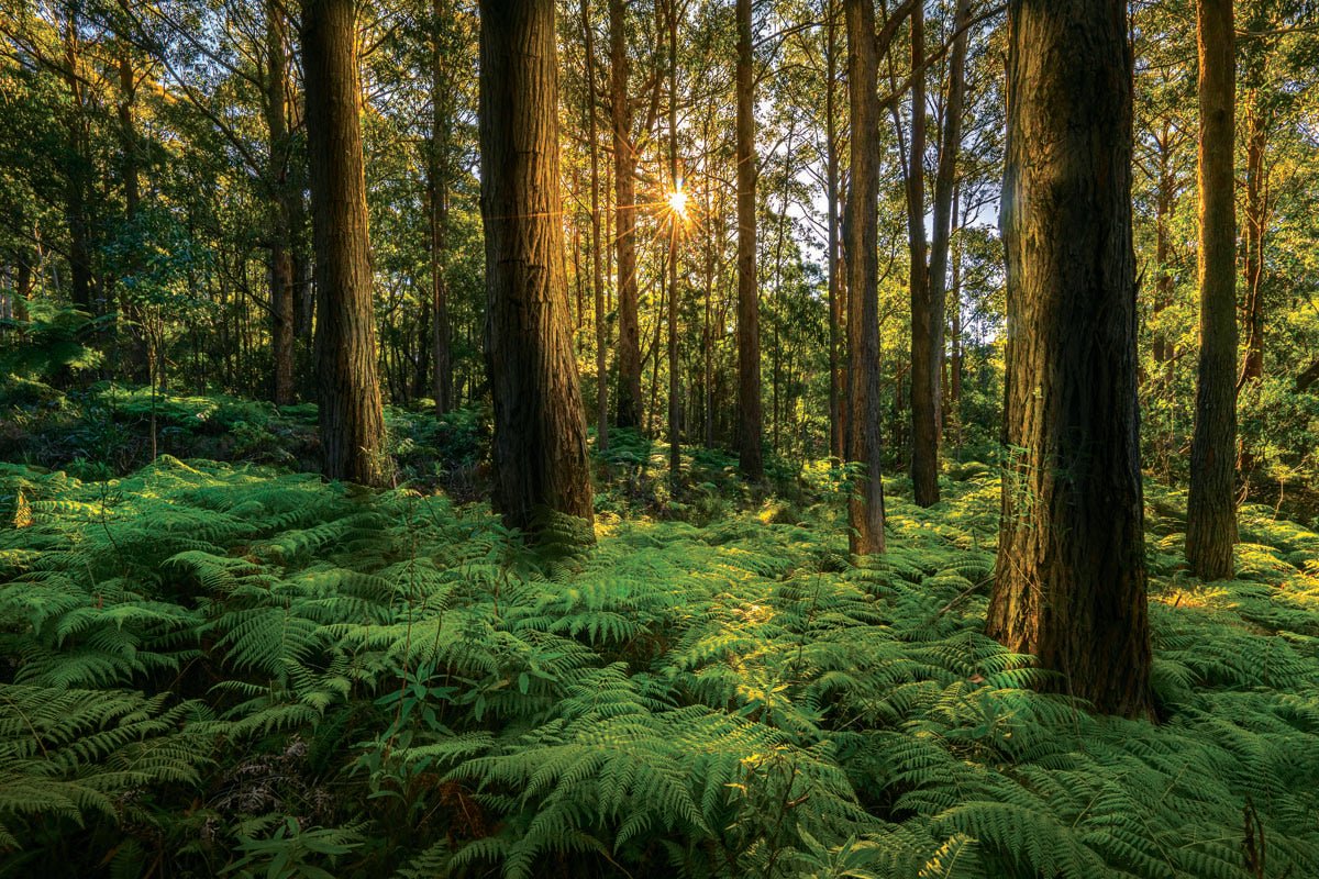 Barrington Tops National Park, NSW - Hema Maps Online Shop