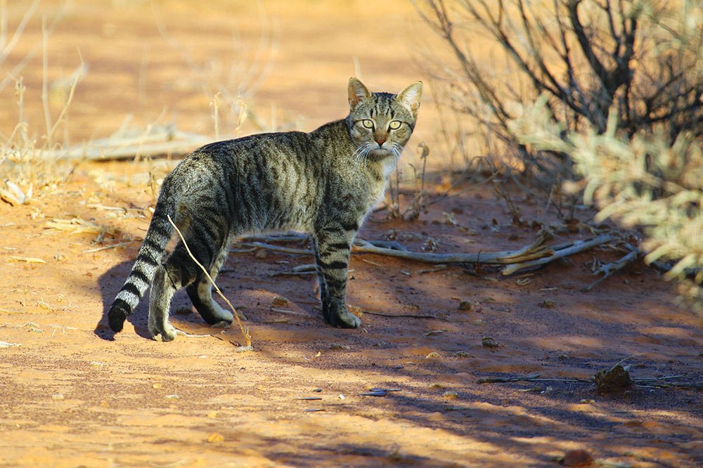 Feral Cats - Pussy Galore - Hema Maps Online Shop