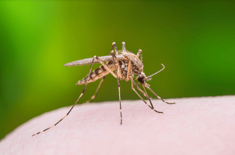 Mosquito Madness - Hema Maps Online Shop