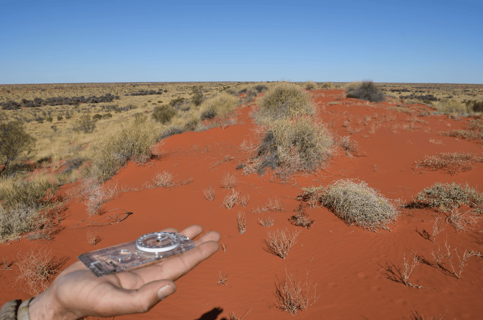 Lost In The Desert Survival Tips: Essential Guide
