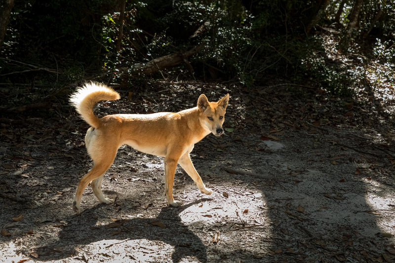 Dingo Safety Guide | K’gari (Fraser Island) - Hema Maps Online Shop