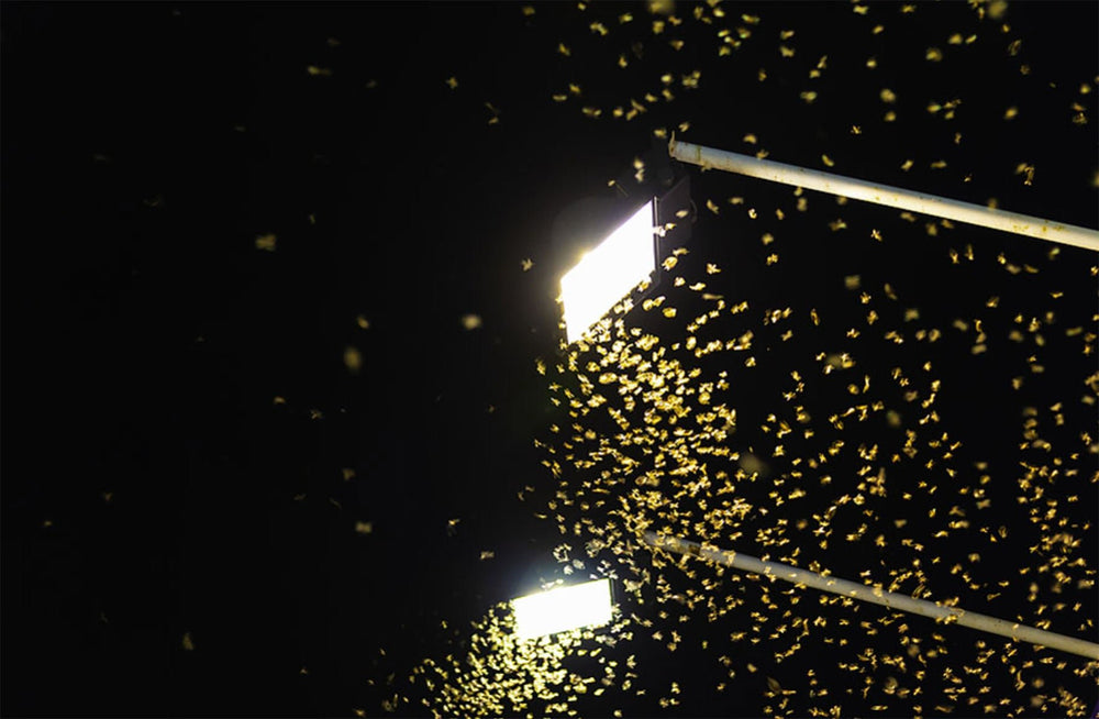 Guide to Best Bug Repellent LED Lights